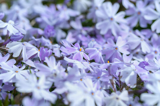 Flower carpet of light purple creeping phlox blossoms (Phlox subulata).