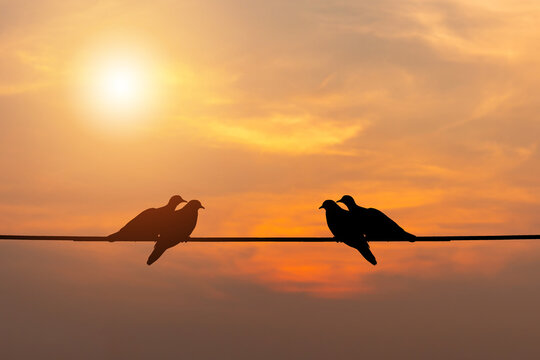 Silhouette of couple birds on wire blurred sunset background, Birds in love