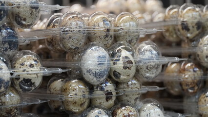 Quail eggs. Close-up of quail eggs in transparent plastic cells.