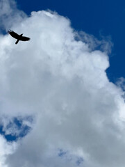 black bird in the sky