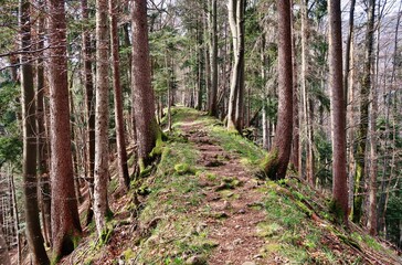 Gratwanderung im Bergwald