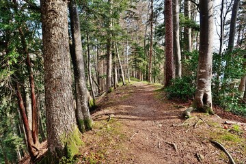 Gratwanderung im Bergwald