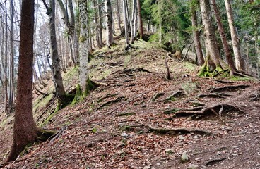 Gratwanderung im Bergwald