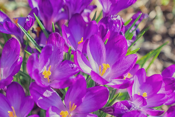 Group of purple crocus flowers on a spring meadow. Crocus blossom. Mountain flowers. Spring landscape.	