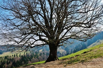 Kahler Baum in Berglandschaft