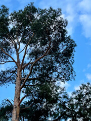 tree and sky