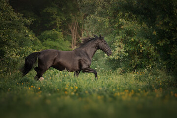 Fototapeta na wymiar Black horse runs through the meadow