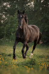 Black horse runs through the meadow