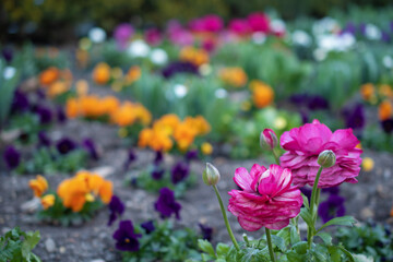 Fototapeta premium flowers in a flowerbed in the park 