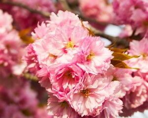 pink sakura blossom on a spring sunny day