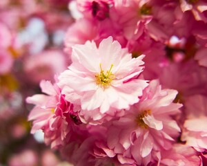 pink sakura flower close-up on a sunny day