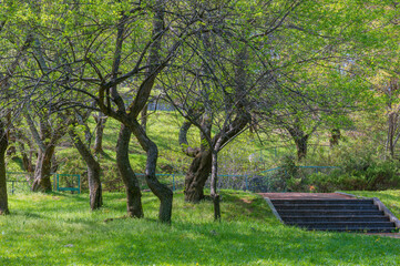 皇子が丘公園の木々