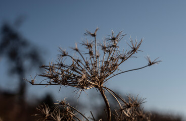 a wilted wild carrot in morning sunlight