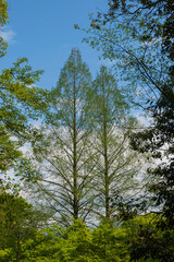 メタセコイアと青空