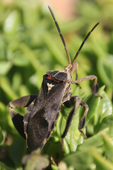 Leave-Footed Bug