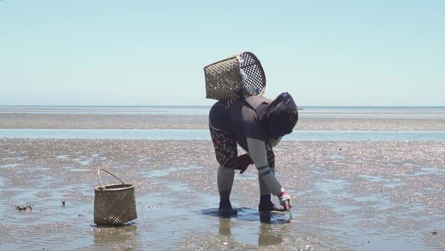 Seashell Finder Manually Using A Knife When The Talisay Beach Recedes