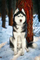 Beautiful siberian husky dog in the winter sunny forest