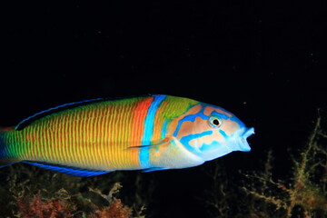 Nice fish of striking colors swimming placidly with the black background behind the fish