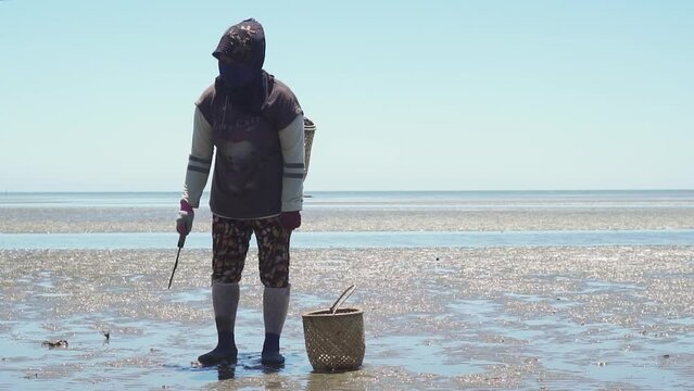 Seashell Finder Manually Using A Knife When The Talisay Beach Recedes