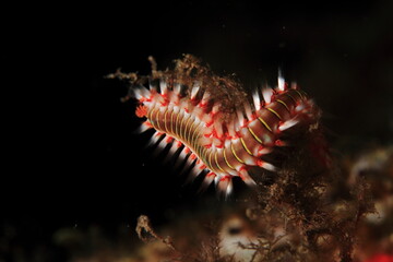 fireworm of intense colors of orange white and red tones in its natural habitat on the seabed surrounded by algae