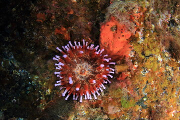 Fototapeta na wymiar Red and violet anemone on underwater wall