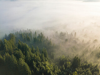 Fog envelops the mountain forest. The rays of the rising sun break through the fog. Aerial drone view.