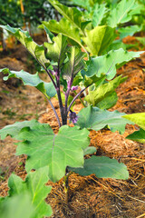young eggplant plants in a greenhouse, spring sunlight, close-up