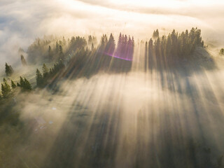 Fog envelops the mountain forest. The rays of the rising sun break through the fog. Aerial drone view.