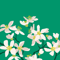 White cherry blossoms. Spring flowering trees. Seasonal bloom. Vector botany. Branches in flowers.