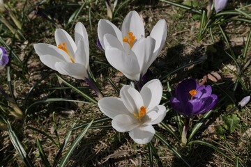 Spring is the season of flowering plants in Europe. Crocus spring. Warsaw (Poland)