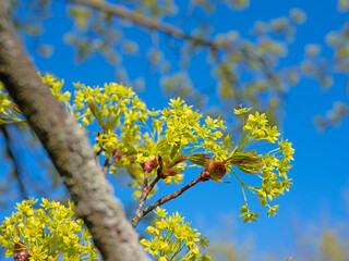 Blühender Spitzahorn im Frühling