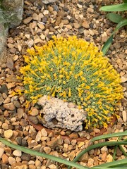 Stone wall with bright yellow flowers