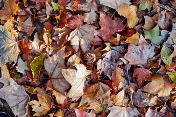 Autumn background. Dry brown leaves texture.