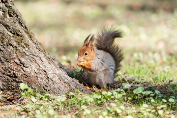 Red squirrel sits in the grass..