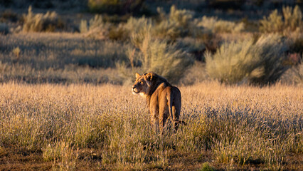 Obraz na płótnie Canvas Male lion early morning in golden light