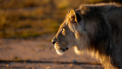 Fototapeta na wymiar Young male lions in golden light