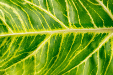 Green variegated plant Syngonium albolineatum Golden Venation close-up. Home plant concept. Texture of flower leaves. Tropical plants