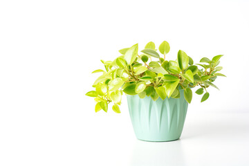Green variegated plant Peperomia Pixie Lime on white background. Home plant concept. Texture of flower leaves. Tropical plants