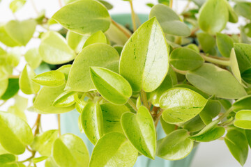 Green variegated plant Peperomia Pixie Lime close-up. Home plant concept. Texture of flower leaves....