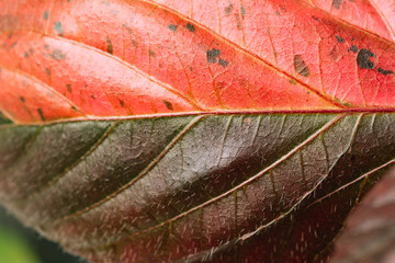 Green variegated plant Acalypha wilkesiana Musaica close-up. Home plant concept. Texture of flower leaves. Tropical plants