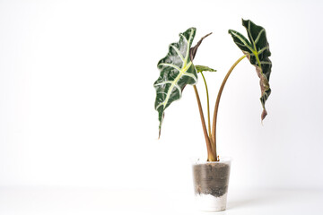 Green plant Alocasia Polly on white background. Home plant concept. Texture of flower leaves. Tropical plants