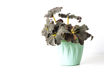 Green plant Begonia Black on white background. Home plant concept. Texture of flower leaves....