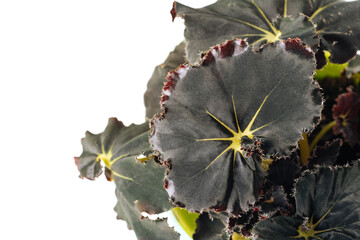 Green plant Begonia Black on white background close-up. Home plant concept. Texture of flower leaves. Tropical plants