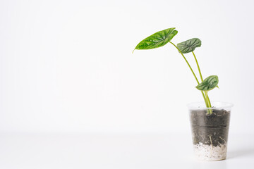 Green plant Alocasia Dragon Scale on white background with copy space. Home plant concept. Texture of flower leaves. Tropical plants