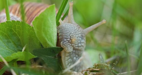 Snail eating leaves on the ground closeup