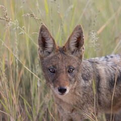 Black-backed jackal in the wild.