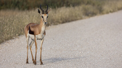 springbuck ram on the road