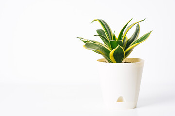 Green plant Sansevieria Hahnii Gold on white background. Home plant concept. Texture of flower leaves. Tropical plants