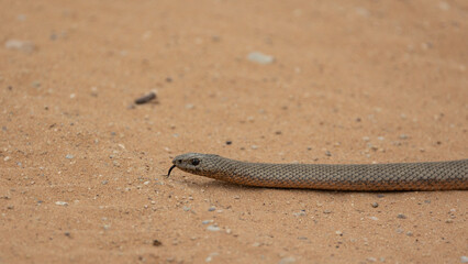 mol snake on the move