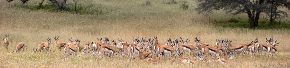a large herd of springbok 